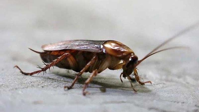 Những tác hại của gián đối với con người mà bạn cần biết 1