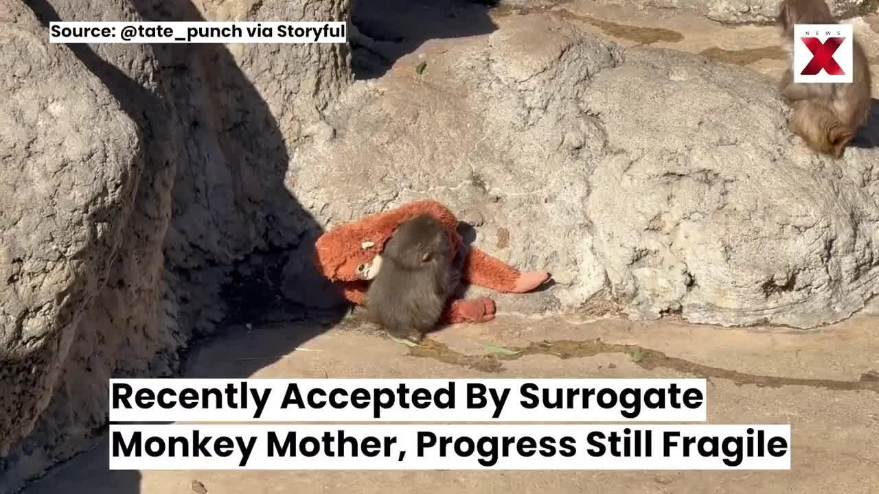 Bị mẹ ruột bỏ rơi và cả đàn bắt nạt, khỉ con phải ôm lấy thú bông cho đỡ sợ - 1