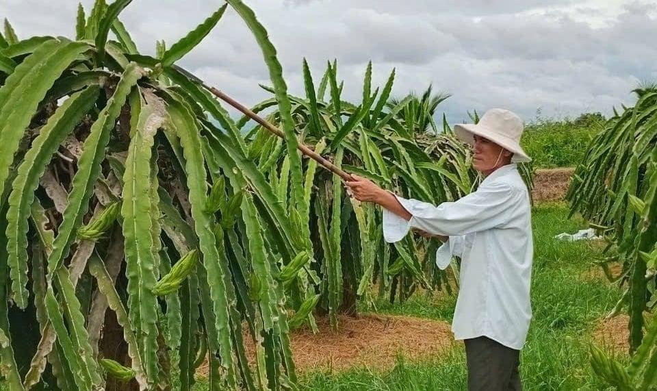 Ông Nguyễn Tánh đang chăm sóc vườn thanh long, kỳ vọng vụ Tết thắng lợi. Ảnh: KS.