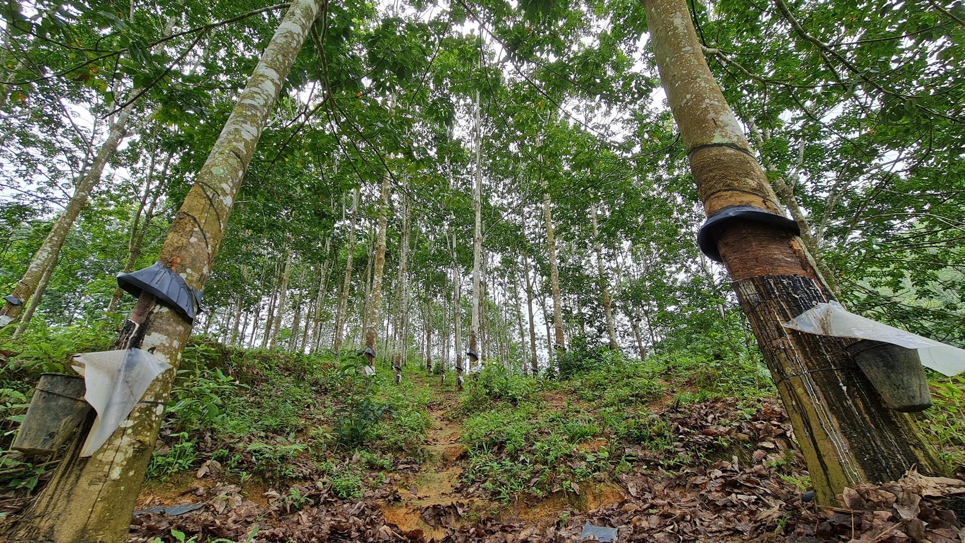 Từ hành vi đồi bại đến ý định giết người diệt khẩu bất thành