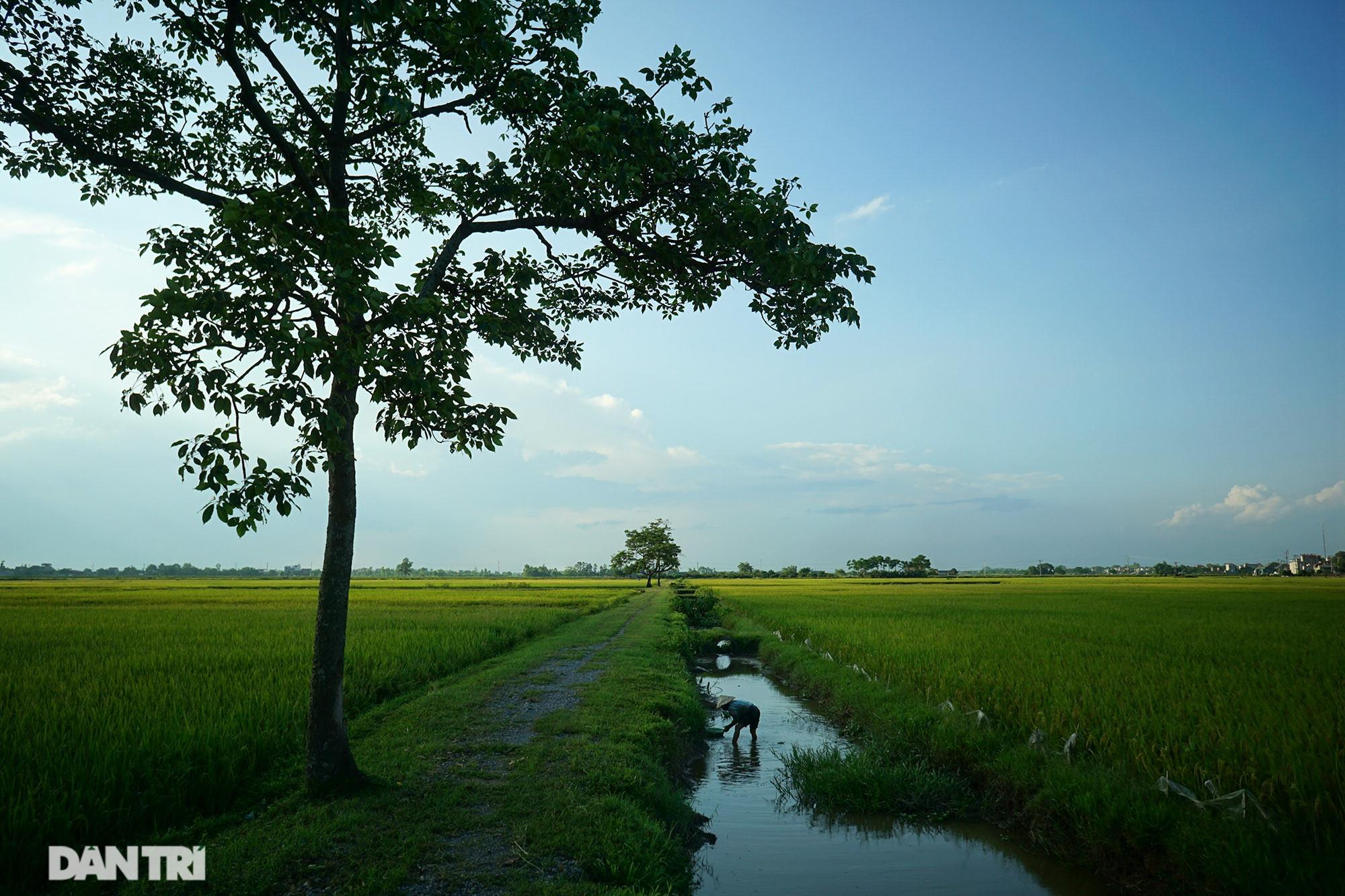 Bình yên những chiều quê ở ngoại thành Hà Nội - 1