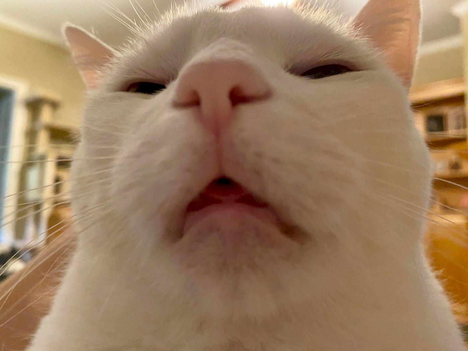 Hình Ảnh Mèo Ngáo