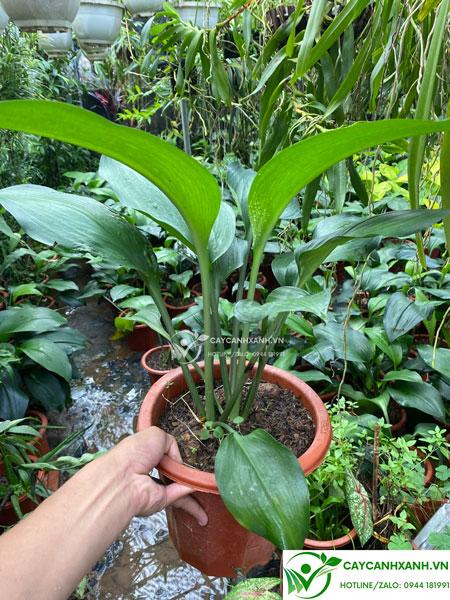 Cây ngọc trâm tại vườn