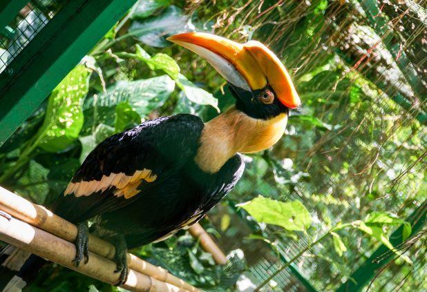 Hồng hoàng - loài chim mỏ sừng độc đáo