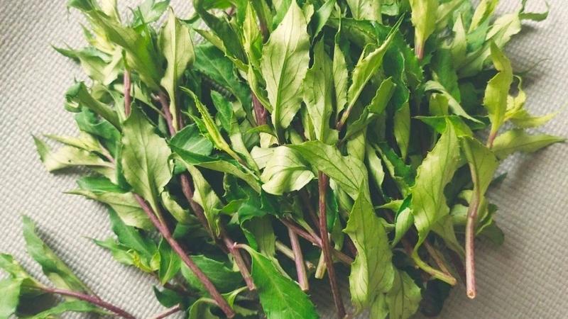 Rau lủi rừng là rau gì? Công dụng và bài thuốc từ rau lủi rừng 1