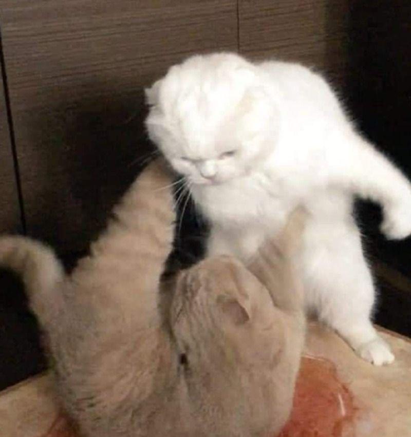 Thông tin về meme đánh nhau