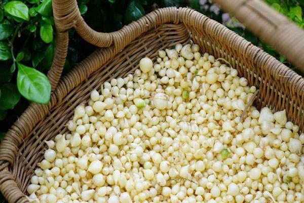 Củ nén là gia vị đặc trưng miền Trung