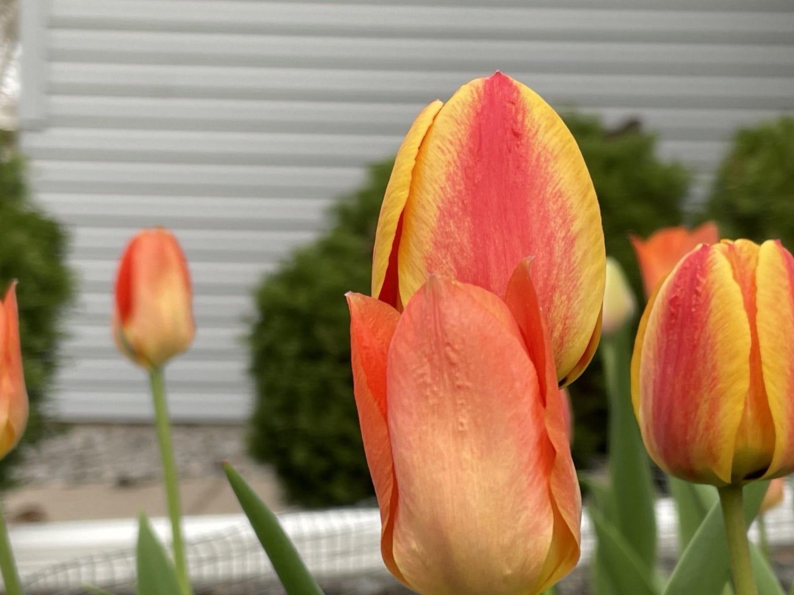 tulips1
