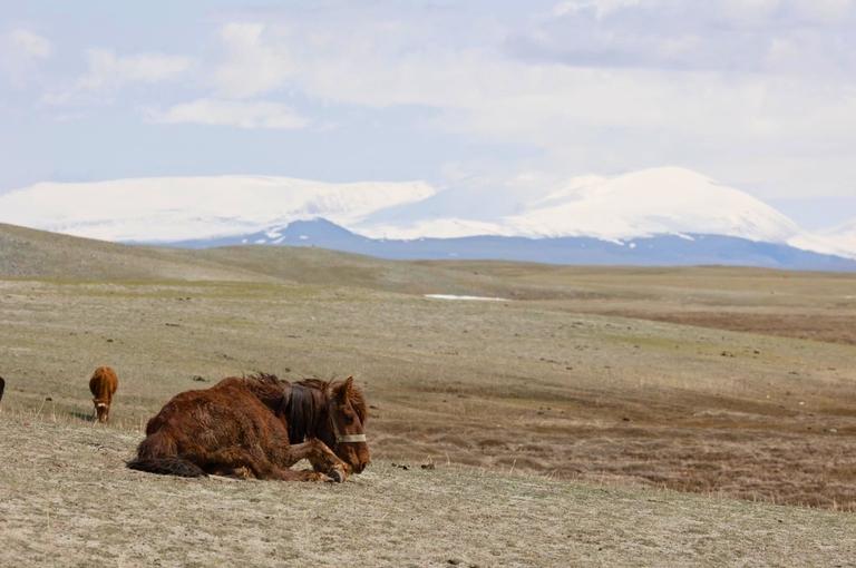 Chuacute ngựa bị bỏ lại