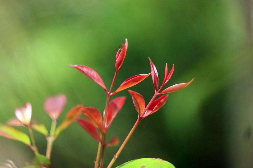 Những câu thơ mùa xuân bất tử