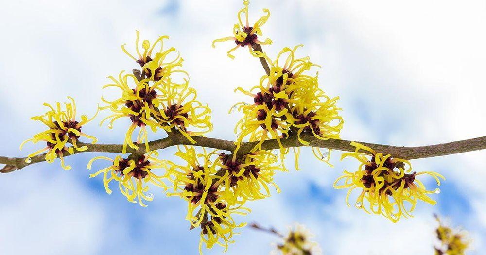 Cây phỉ có tác dụng gì là thắc mắc của nhiều người hiện nay