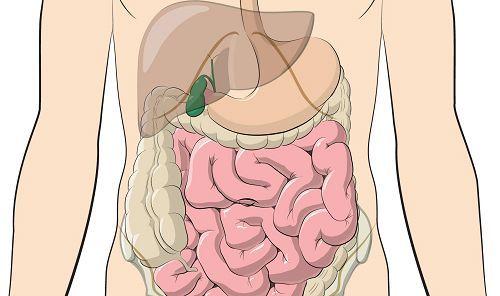 Phúc mạc bao bọc tất cả các cơ quan trong ổ bụng và hố chậu