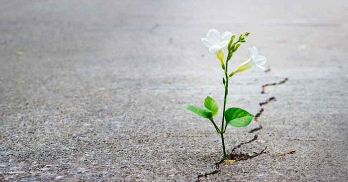 Dẫn chứng về hi vọng