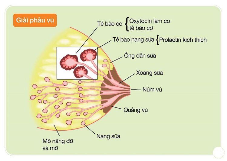 Hình trên chỉ minh họa một số nang, trong đó có 3 nang sữa được phóng to để nhìn rõ các tế bào tiết sữa
