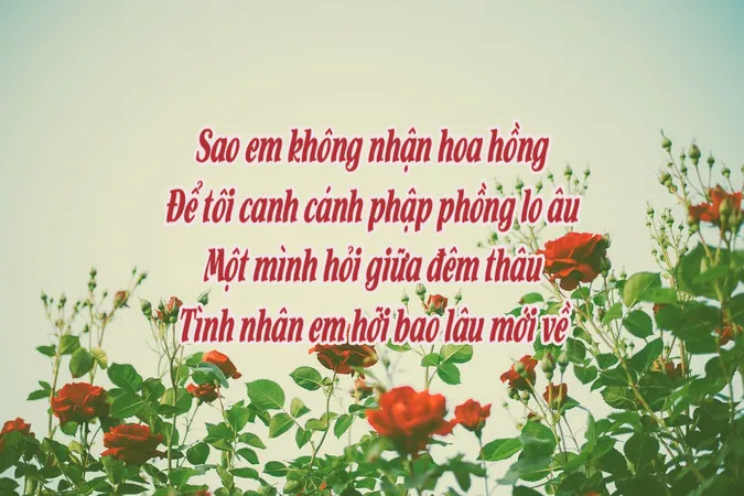 Chùm thơ về hoa hồng hay nhất chạm đến trái tim người đọc 1