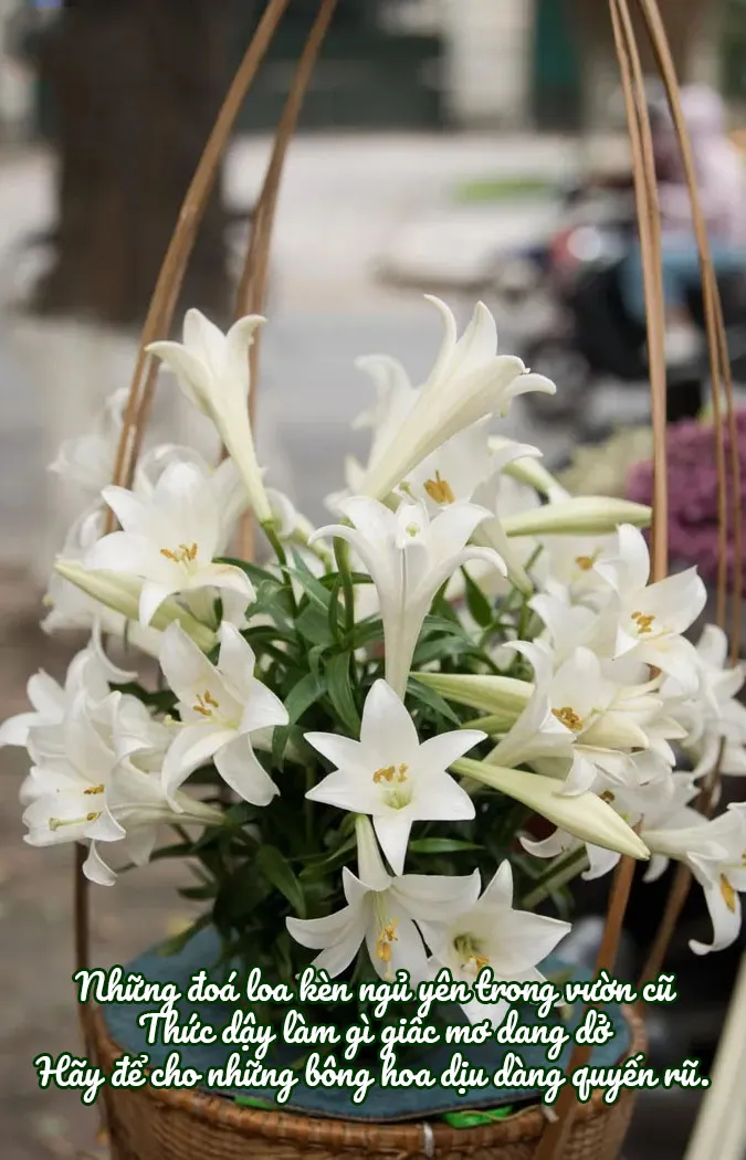 chum-24-bai-tho-ve-hoa-loa-ken-thang-4-mong-manh-va-tinh-khoi-voh-0