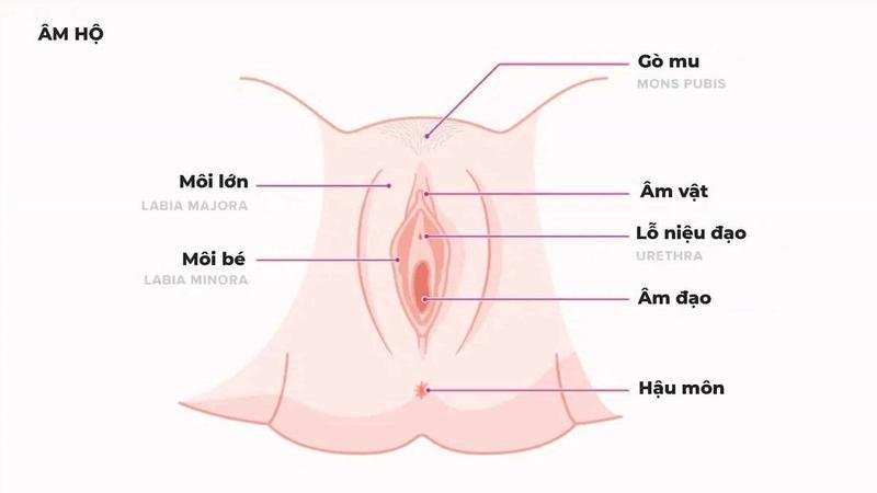 Tìm hiểu hình ảnh bộ phận sinh dục bé gái bình thường