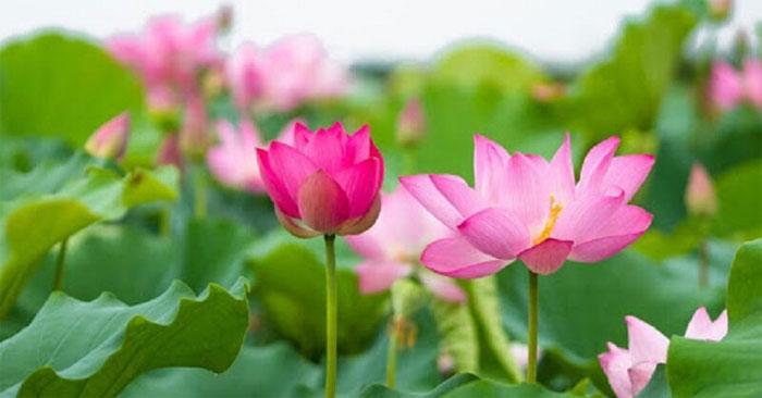 Câu nói hay về hoa sen