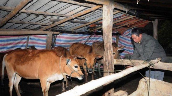 Nguồn gốc và ý nghĩa tâm linh của việc cúng ông chuồng bà chuồng