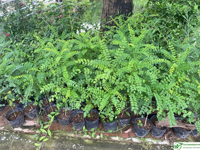 Cây giống hoa hòe cao 50cm