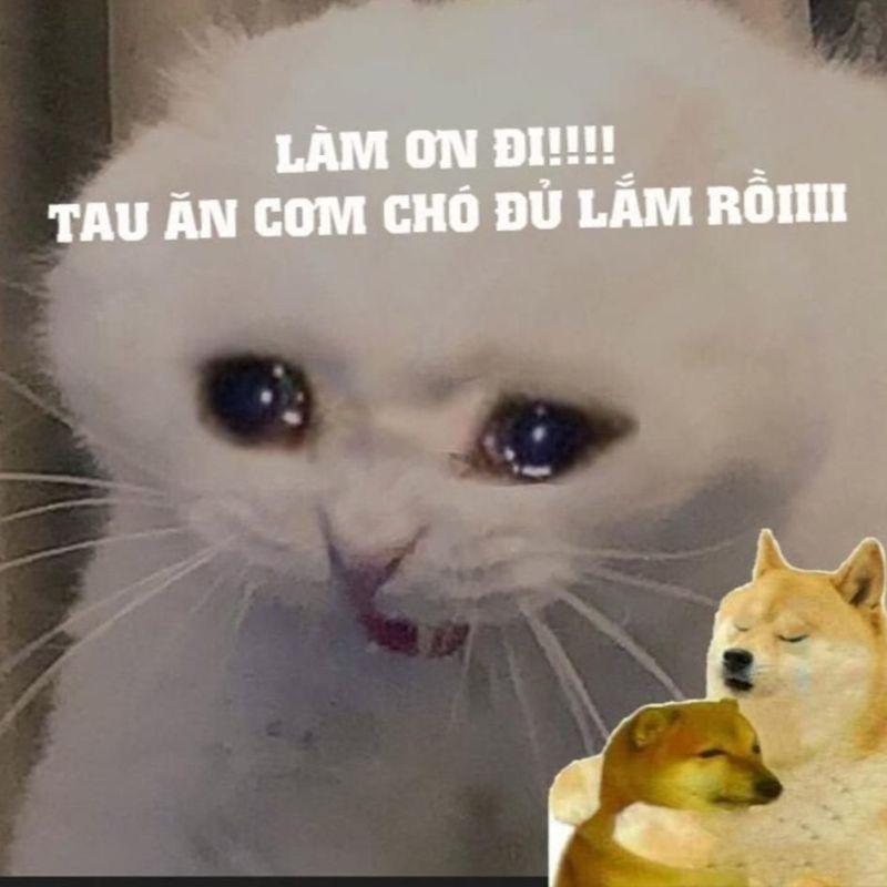Meme cơm chó hài hước