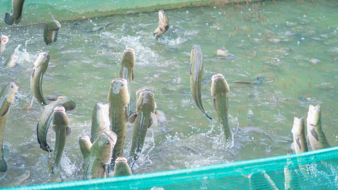 Cá lóc bay đớp mồi