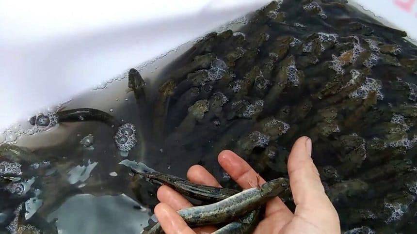 Giãy đành đạch hay dãy đành đạch?