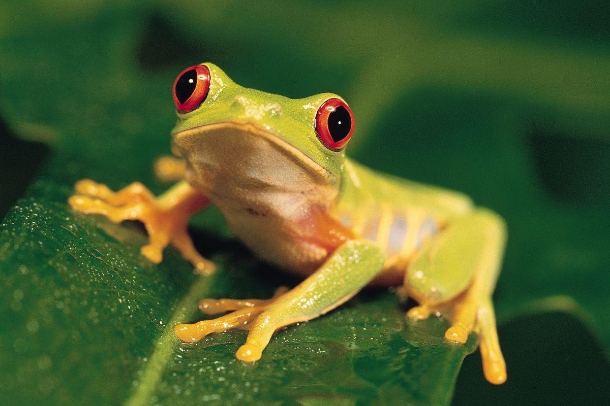 các loài lưỡng cư