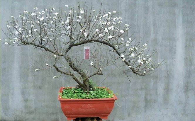 Nhân sinh trong sắc trắng hàn mai