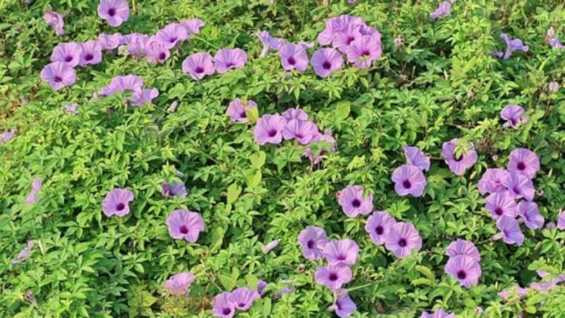 hoa bìm bịp 1 - Cách Trồng Cây Hoa Bìm Bịp - Đơn Giản Mà Đẹp Lạ