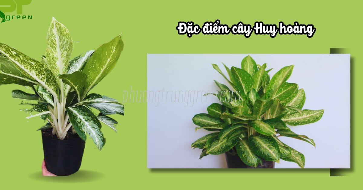 Đặc điểm cây Huy hoàng