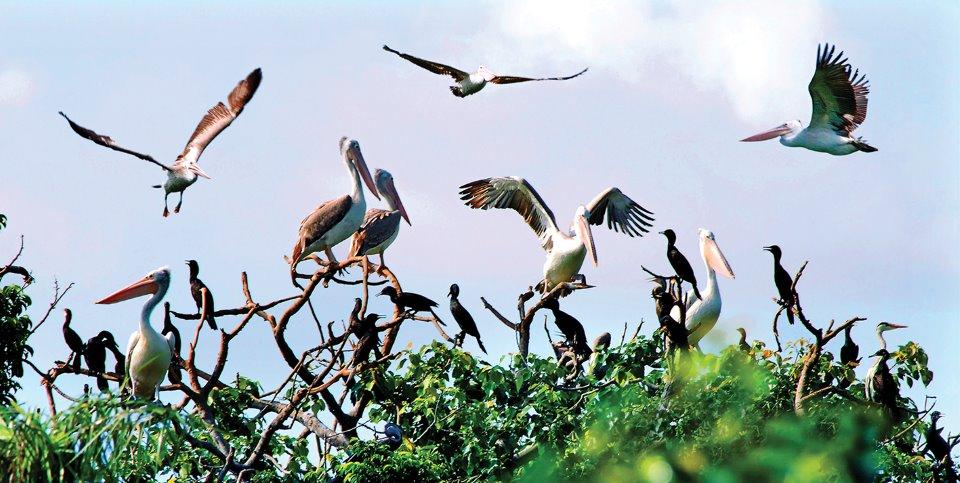 Bạc Liêu Bird Sanctuary