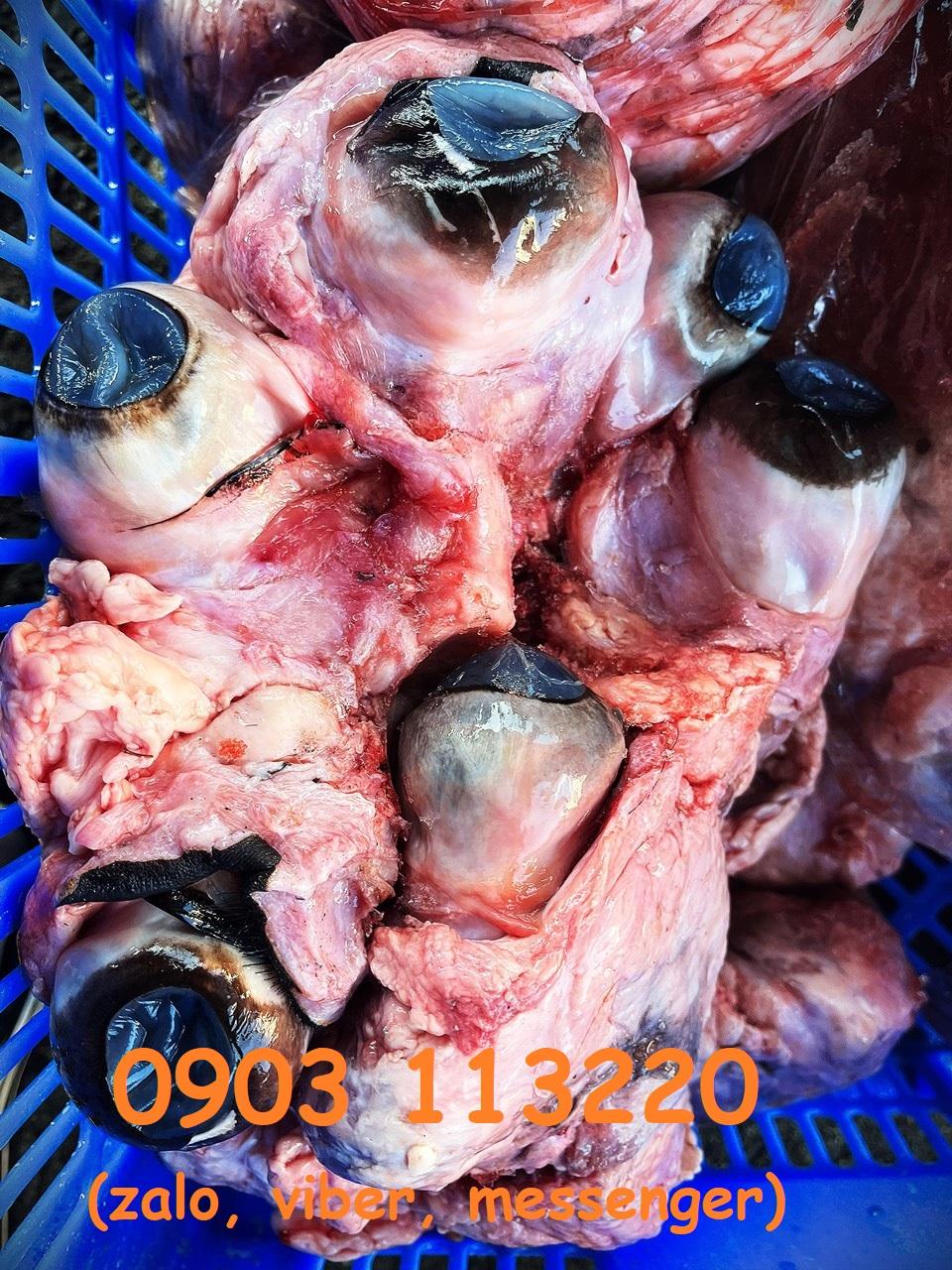 Giới thiệu sản phẩm mắt bò của công ty Thanh Bình