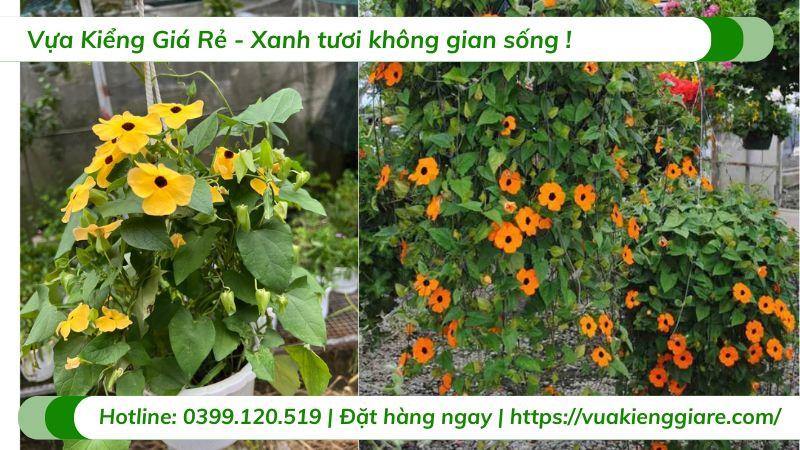 Cây mắt huyền chậu treo