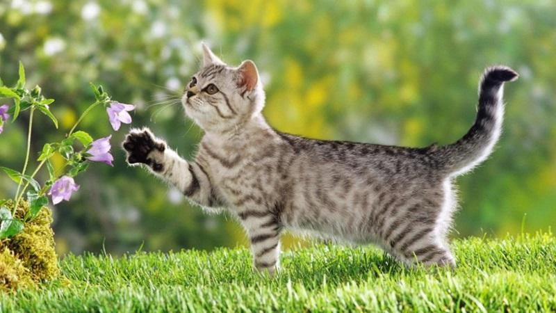 Nguồn gốc và lịch sử của loài mèo - Tải ảnh mèo ngầu