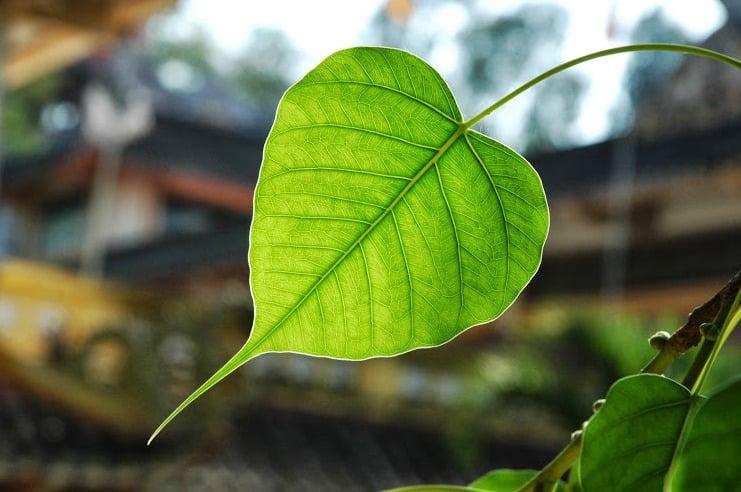 “Trần gian là cõi tạm, thân xác này là tạm bợ” 1