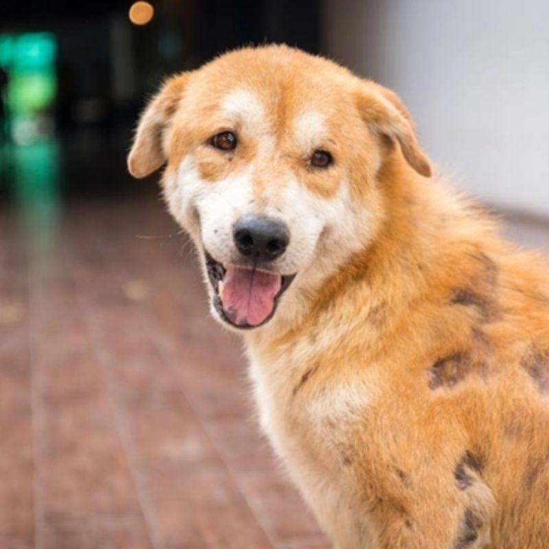 Có nhiều nguyên nhân gây ra xà mâu.