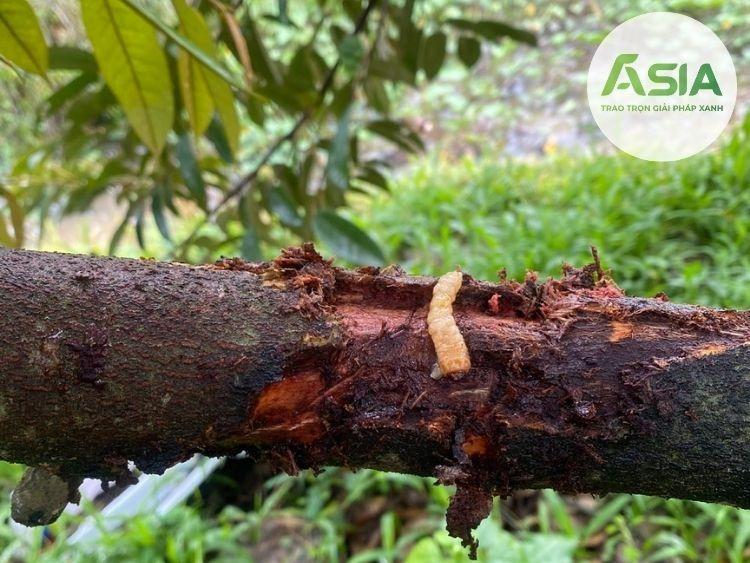 Xén tóc gây hại trên cây sầu riêng