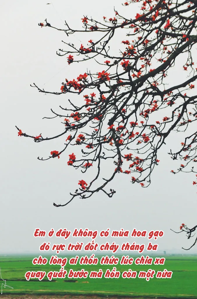 top-25-bai-tho-ve-hoa-gao-thang-3-hay-va-giau-cam-xuc-nhat-voh-0