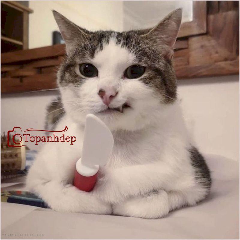 Cười ảnh meme mèo bựa cầm dao cảnh cáo