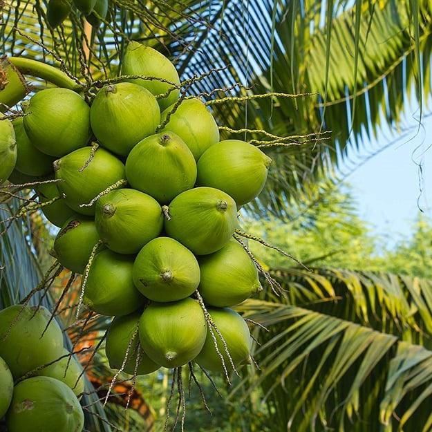 Cây dừa tam quan