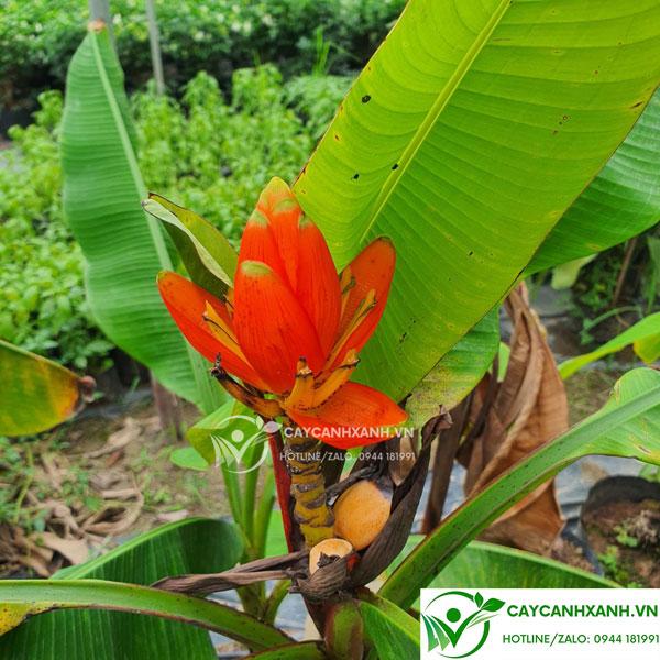 Quả chuối đỏ chỉ thiên màu đỏ rực rỡ