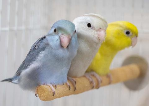 Parrotlets on perch