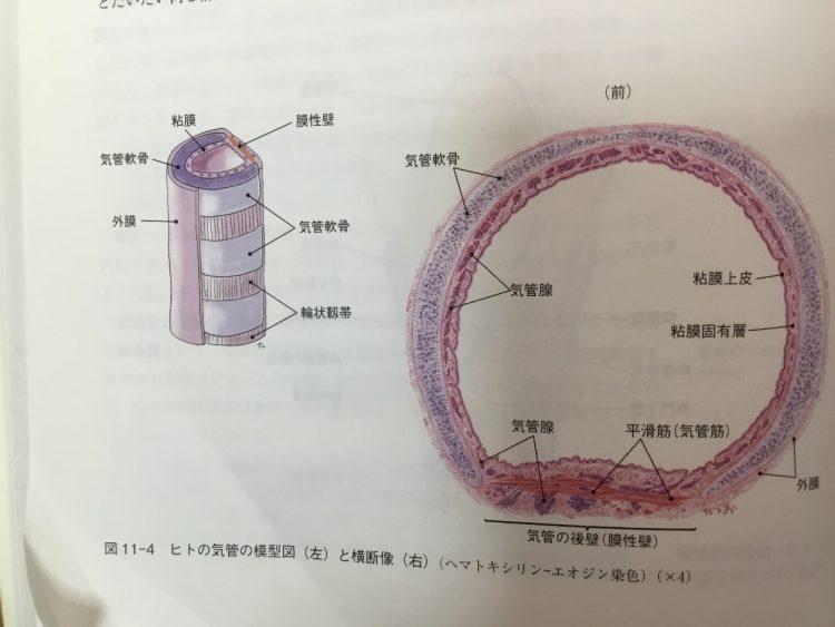 VAI TRÒ CỦA LÔNG MAO TRONG PHẾ QUẢN