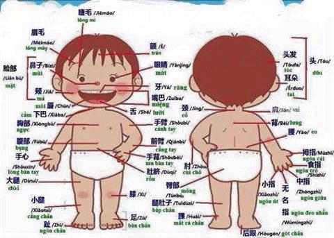 Từ vựng tiếng Trung chủ đề cơ thể Người