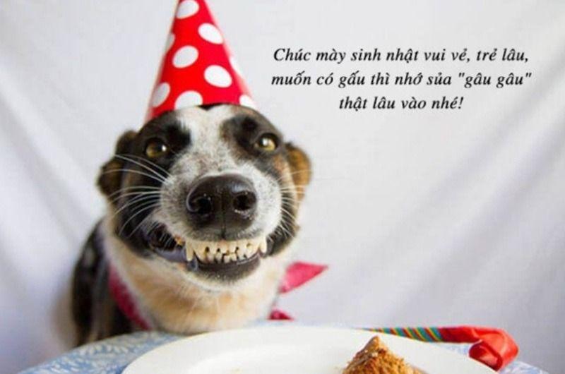 Giới thiệu meme chúc mừng sinh nhật