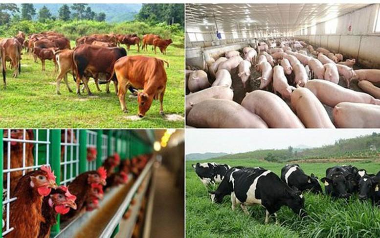 Hỗ trợ cơ sở sản xuất có động vật buộc phải tiêu hủy do dịch bệnh- Ảnh 1.