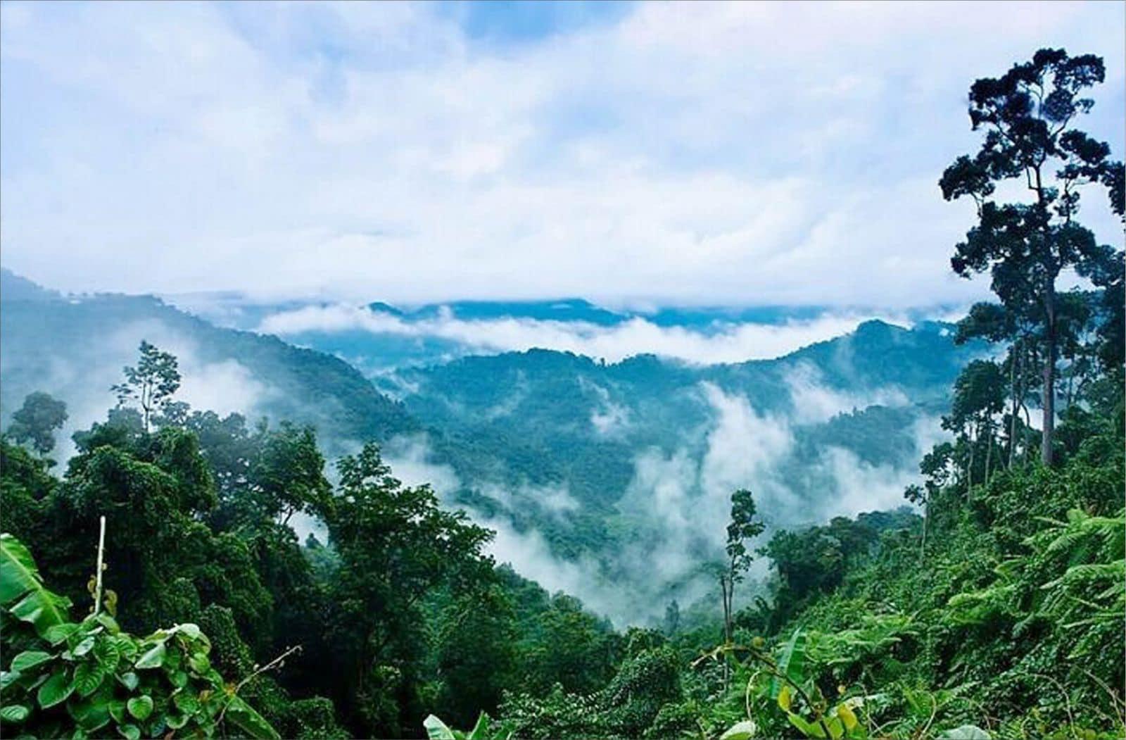 Rừng nguyên sinh là gì và tại sao chúng ta nên bảo vệ chúng? - Ảnh 1