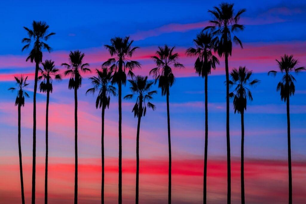 bunte Abenddämmerung Himmel mit Palmen