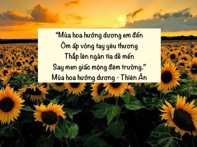Những bài thơ về hoa hướng dương - loài hoa mặt trời 1